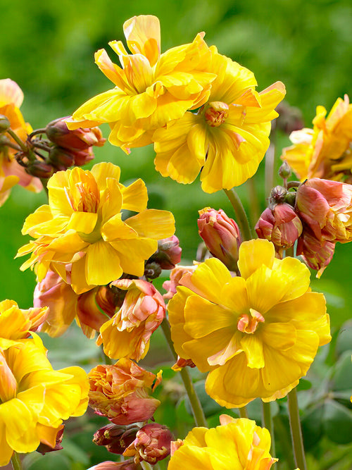 zweifarbigen Sauerklee Double Trouble