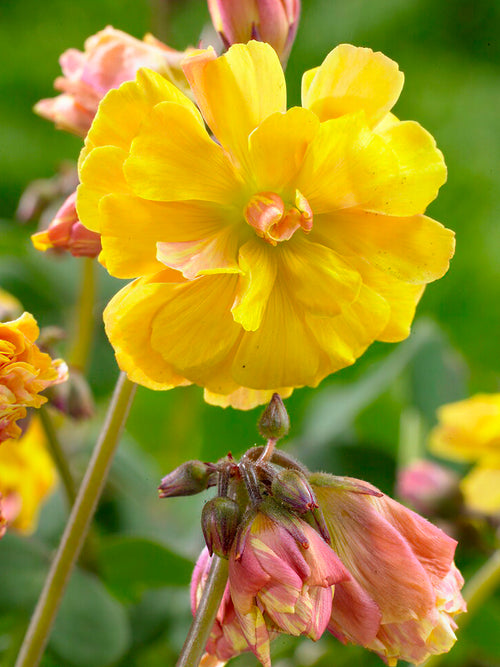 Oxalis Double Trouble Sauerklee mit gefüllten gelben Blüten