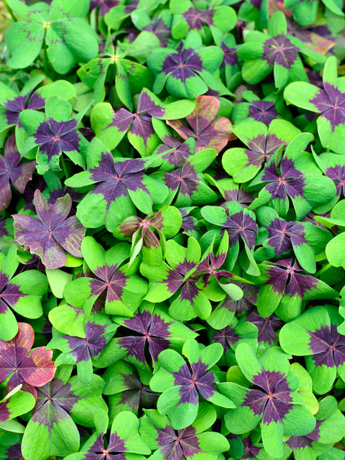 Oxalis deppei 'Iron Cross' - Glücksklee