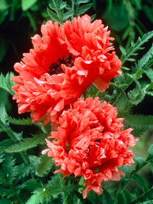 Papaver Garden Glory (Orientalischer Mohn)