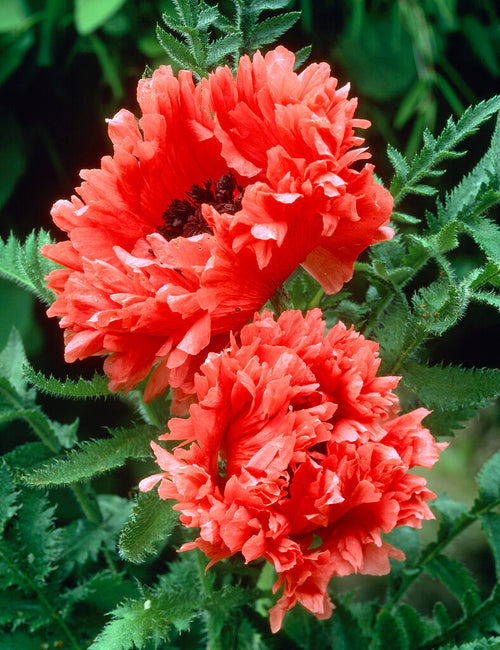 Papaver Garden Glory (Orientalischer Mohn) Wurzelnackte Pflanzen