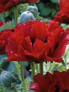 Papaver King Kong (Orientalischer Mohn)