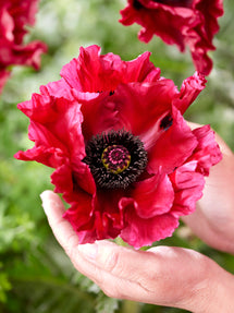 Papaver Red Rumble