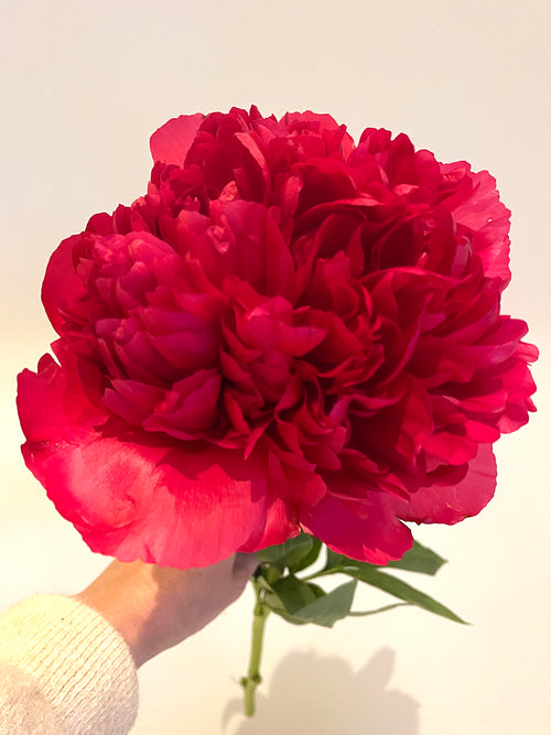 Pfingstrose Command Performance