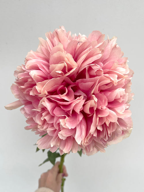 Pfingstrose Command Performance