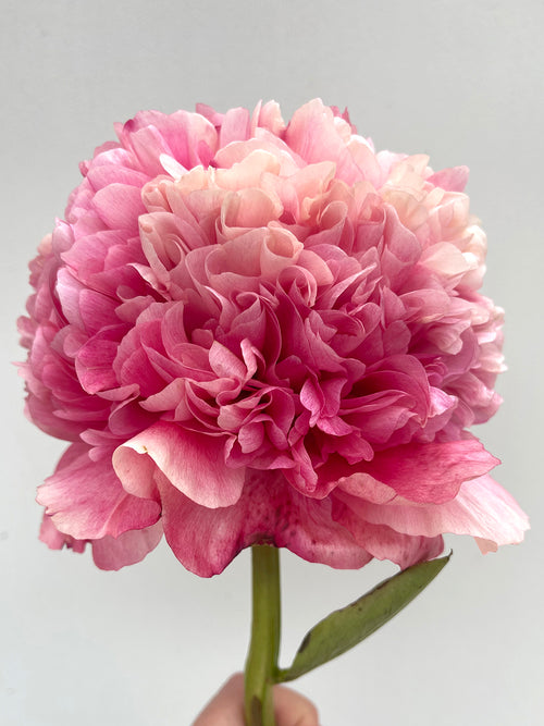 Kaufen Pfingstrose Command Performance