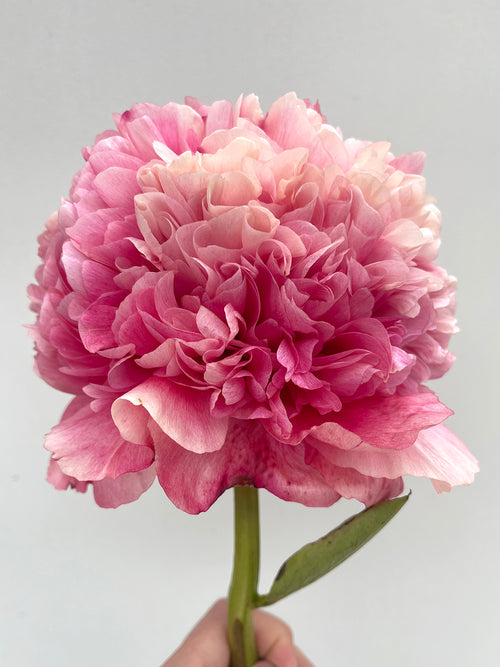 Pfingstrose Command Performance