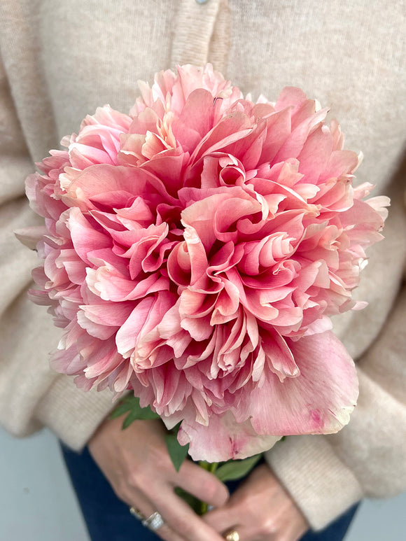 Pfingstrose Command Performance