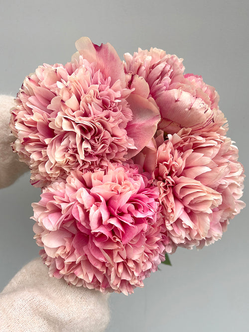 Pfingstrose Command Performance