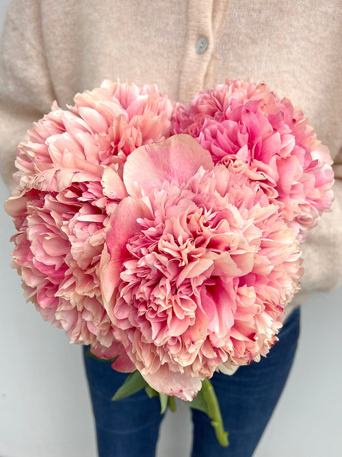 Pfingstrose Command Performance