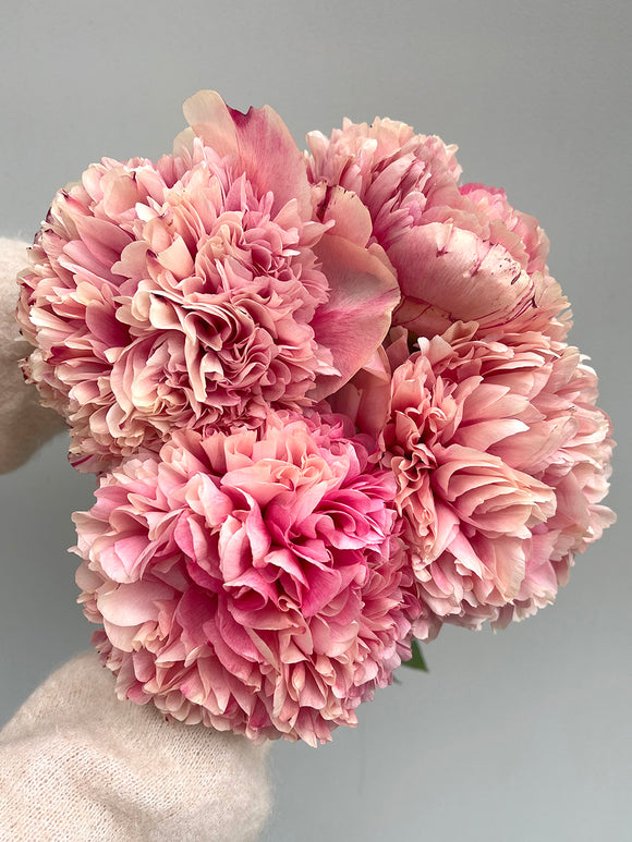 Pfingstrose Command Performance