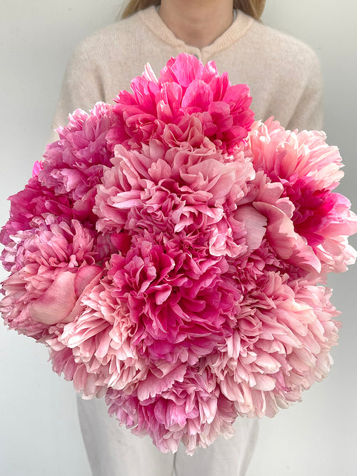 Kaufen Pfingstrose Command Performance