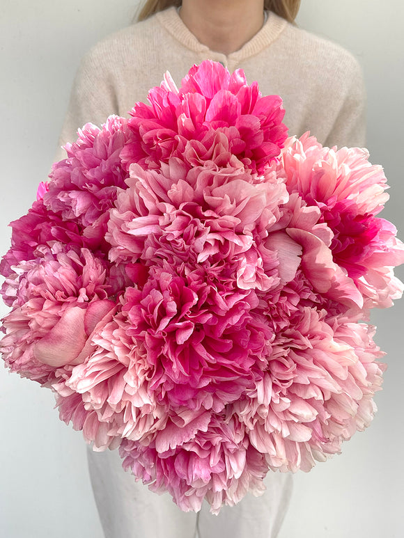 Kaufen Pfingstrose Command Performance