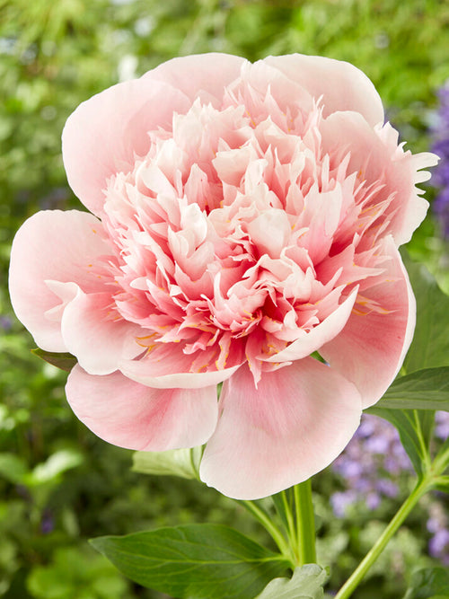 Pfingstrose Etched Salmon kaufen