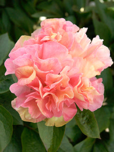 Pfingstrose Lois Choice