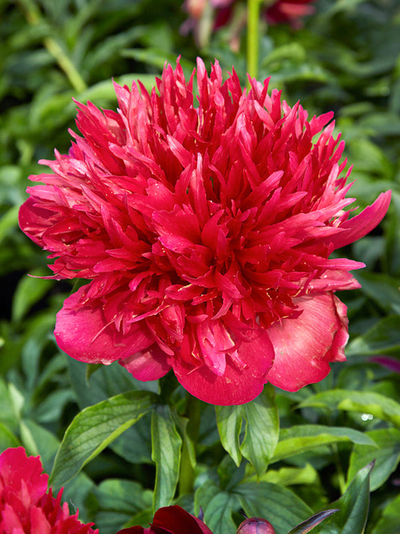 Pfingstrose Many Happy Returns