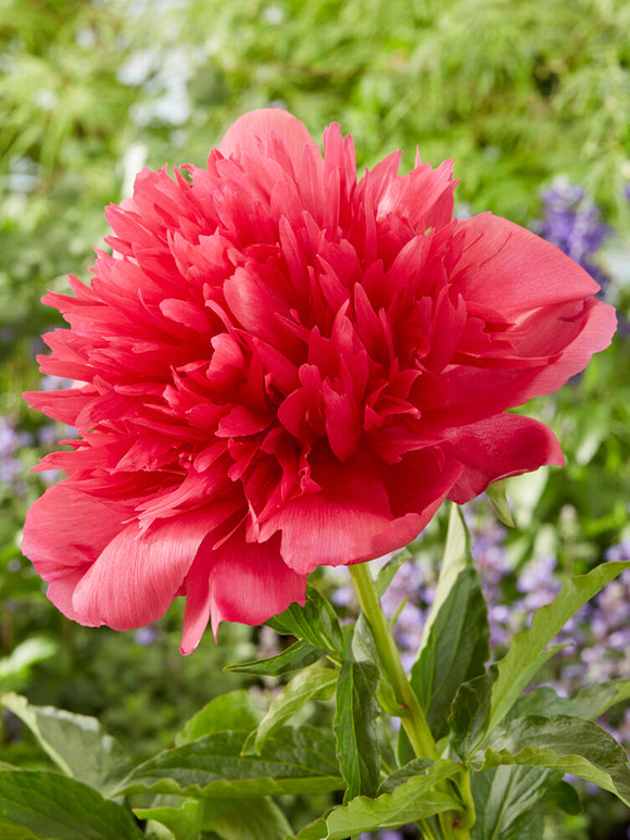 Pfingstrose Many Happy Returns kaufen