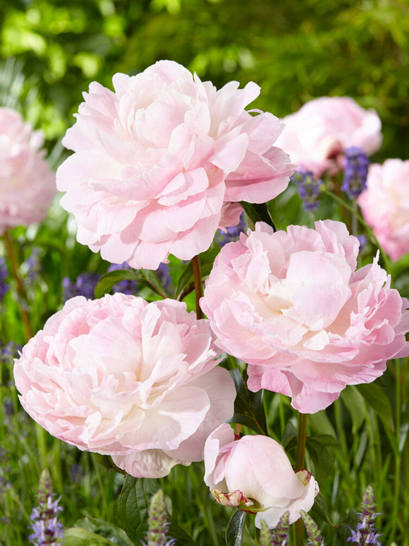 Pfingstrose Nancy Nora, rosa Pfingstrose mit doppelter Blüte kaufen