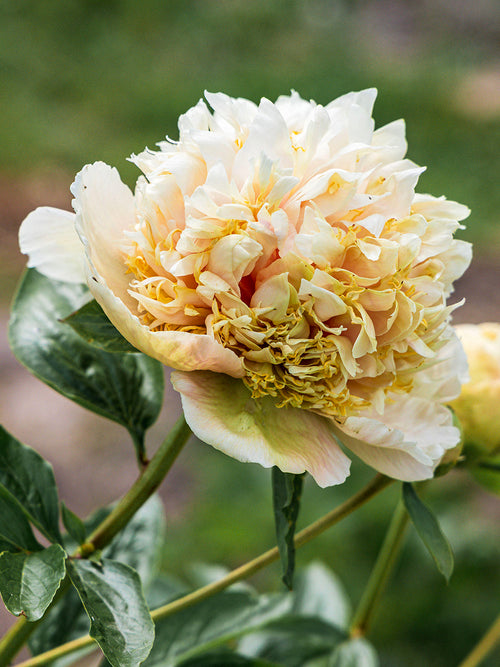 Große cremige Blüte Nahaufnahme