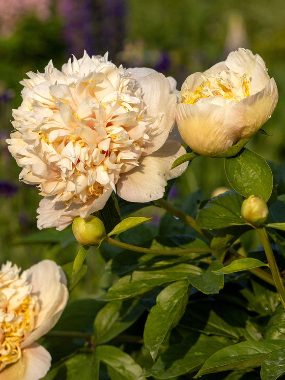 Gefüllte Pfingstrose im Garten