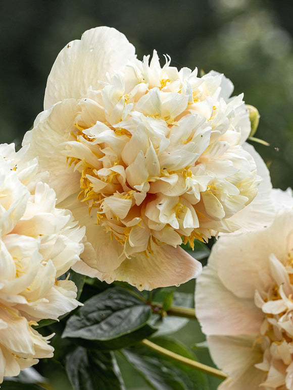 Pfingstrose Quitzin cremegelbe Blüte