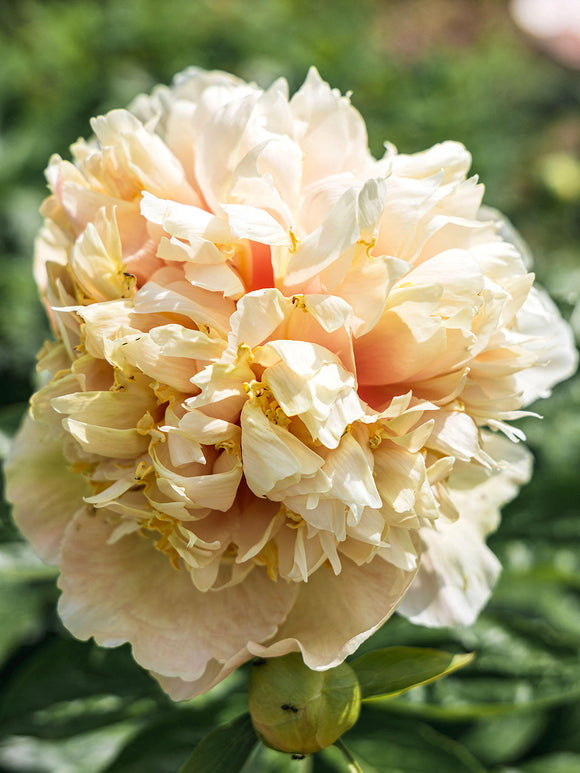 Pfingstrose Quitzin cremegelbe Blüte