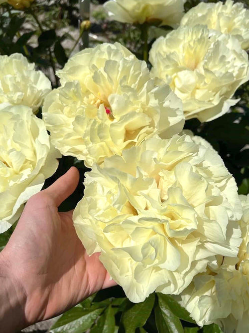 Pfingstrose Vanilleschnaps