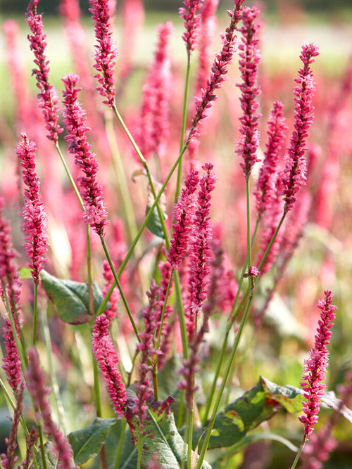 Persicaria amplexicaulis Summer Dance Wiesen-Knöterich - Schlangen-Knöterich - Schneckenknöterich