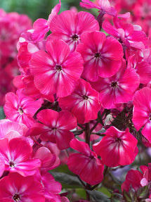Flammenblume Alexandra (Phlox)