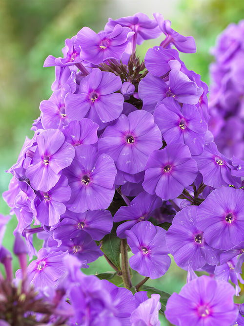 kaufen Flammenblume Amethyst (Phlox) Wurzelnackte Pflanzen