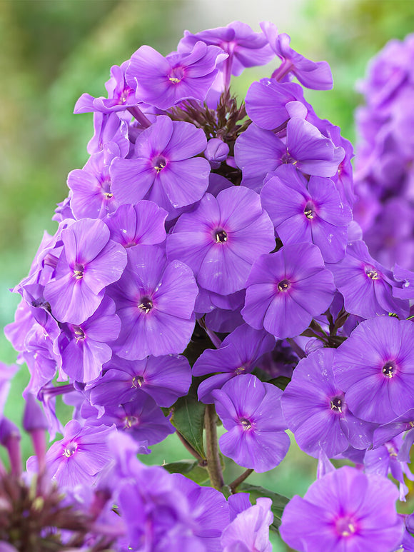 kaufen Flammenblume Amethyst (Phlox) Wurzelnackte Pflanzen