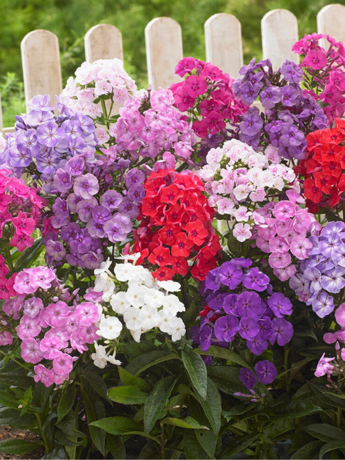 Flammenblume Mischung (Phlox) online kaufen bei DutchGrown™