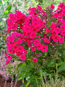 Flammenblume Red Riding Hood (Phlox)
