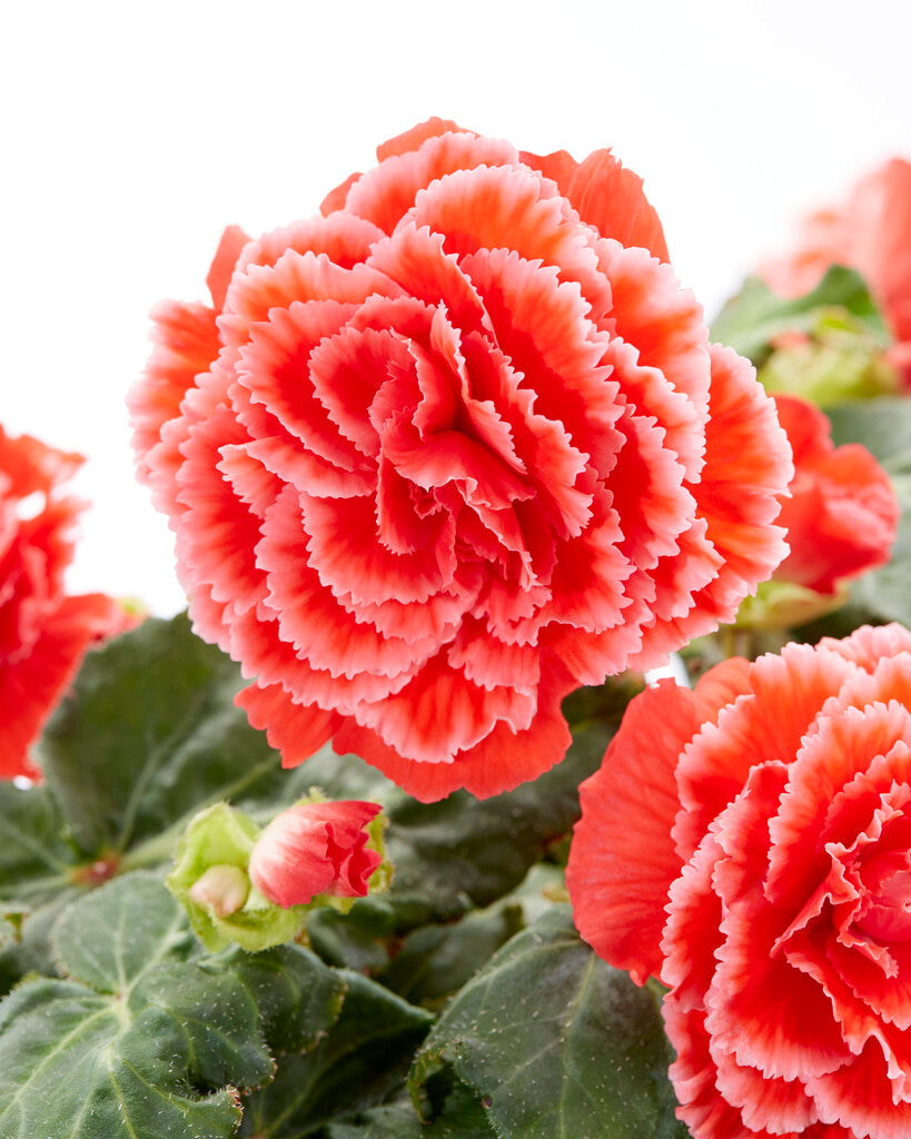 Begonia 'Picotee Lace Rot' Begonienzwiebeln DutchGrown™
