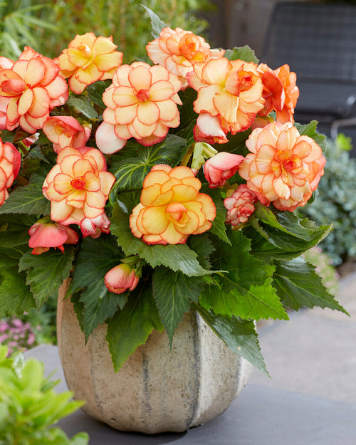 Picotee Sunburst Begonia kaufen
