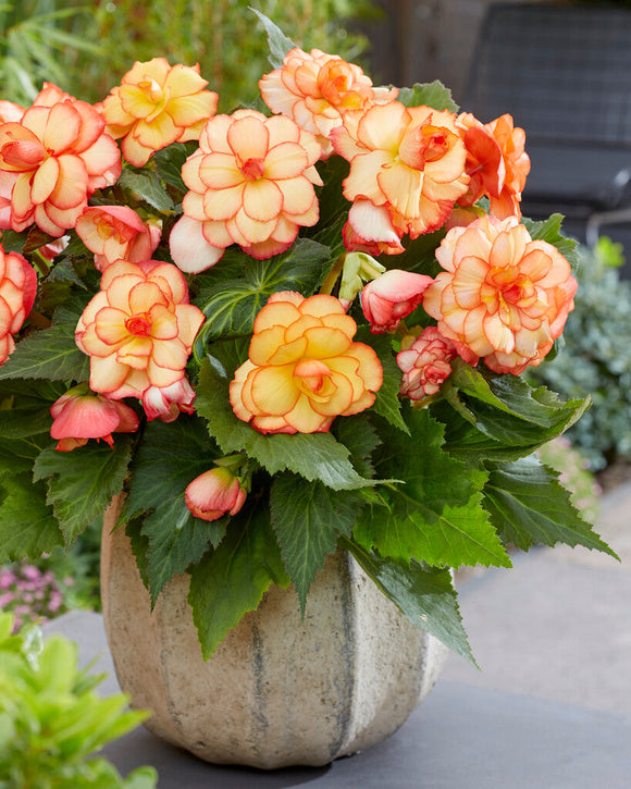 Picotee Sunburst Begonia kaufen