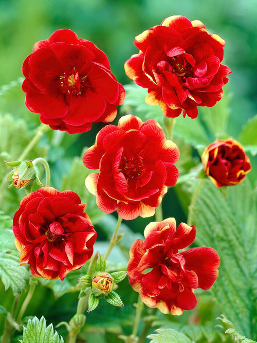 Kaufen Potentilla (Fingerkräuter) Arc en Ciel