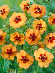 Potentilla Tonguei (Fingerkräuter)