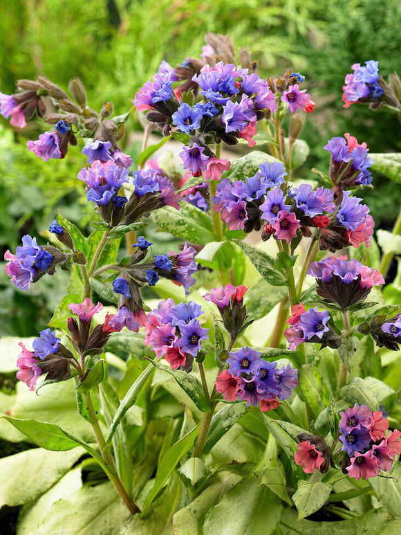 Kaufen Pulmonaria Silver Bouquet (Lungwort)