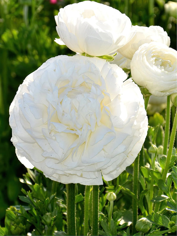 Ranunculus Amandine White