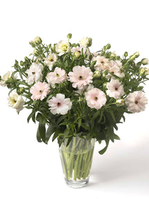 Ranunkeln Butterfly Ariadne