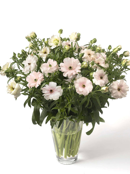 Ranunkeln Butterfly Ariadne