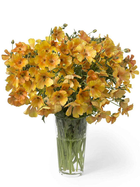 Kaufen Ranunkeln Butterfly Charis