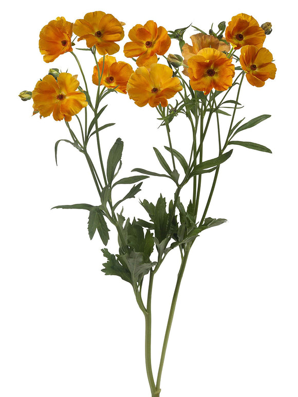 Ranunkeln Butterfly Charis