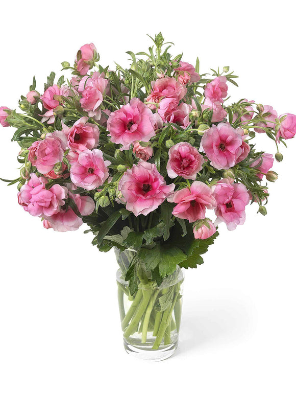 Ranunkeln Butterfly Hera