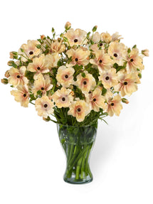 Ranunkeln Butterfly Hestia