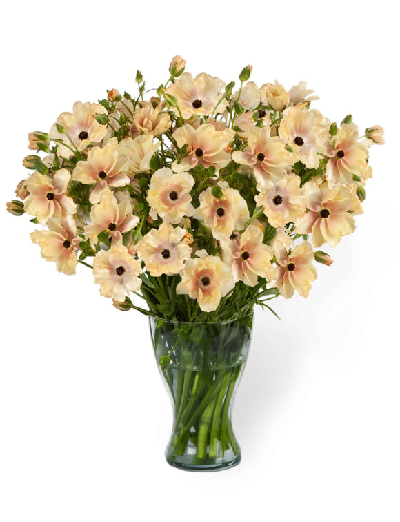 Ranunkeln Butterfly Hestia