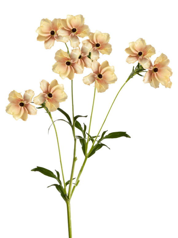 Kaufen Ranunkeln Butterfly Hestia