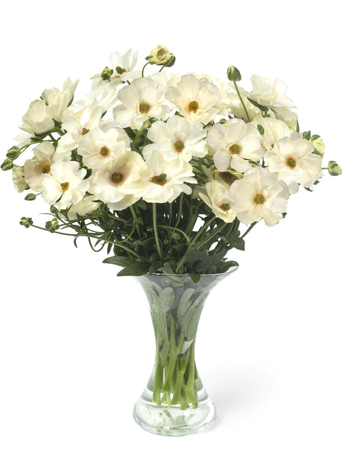 Ranunkeln Butterfly Keramos