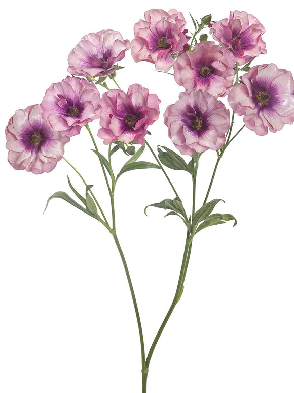 Kaufen Ranunkeln Butterfly Thiva